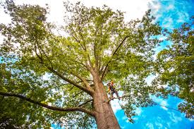 Best Commercial Tree Services  in Evans City, PA