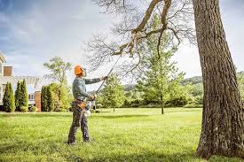 Trusted Evans City, PA  Tree Services Experts