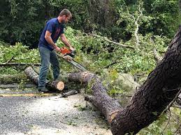 Best Tree Risk Assessment  in Evans City, PA