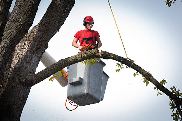 Best Leaf Removal  in Evans City, PA