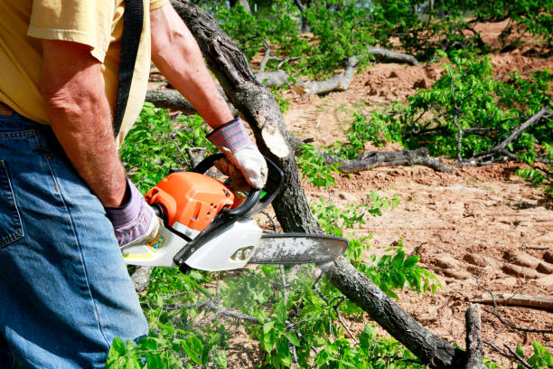 Best Stump Grinding and Removal  in Evans City, PA